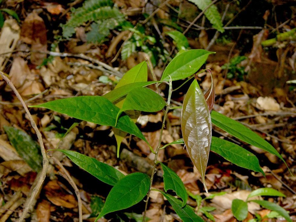 Licaria sarapiquensis habit