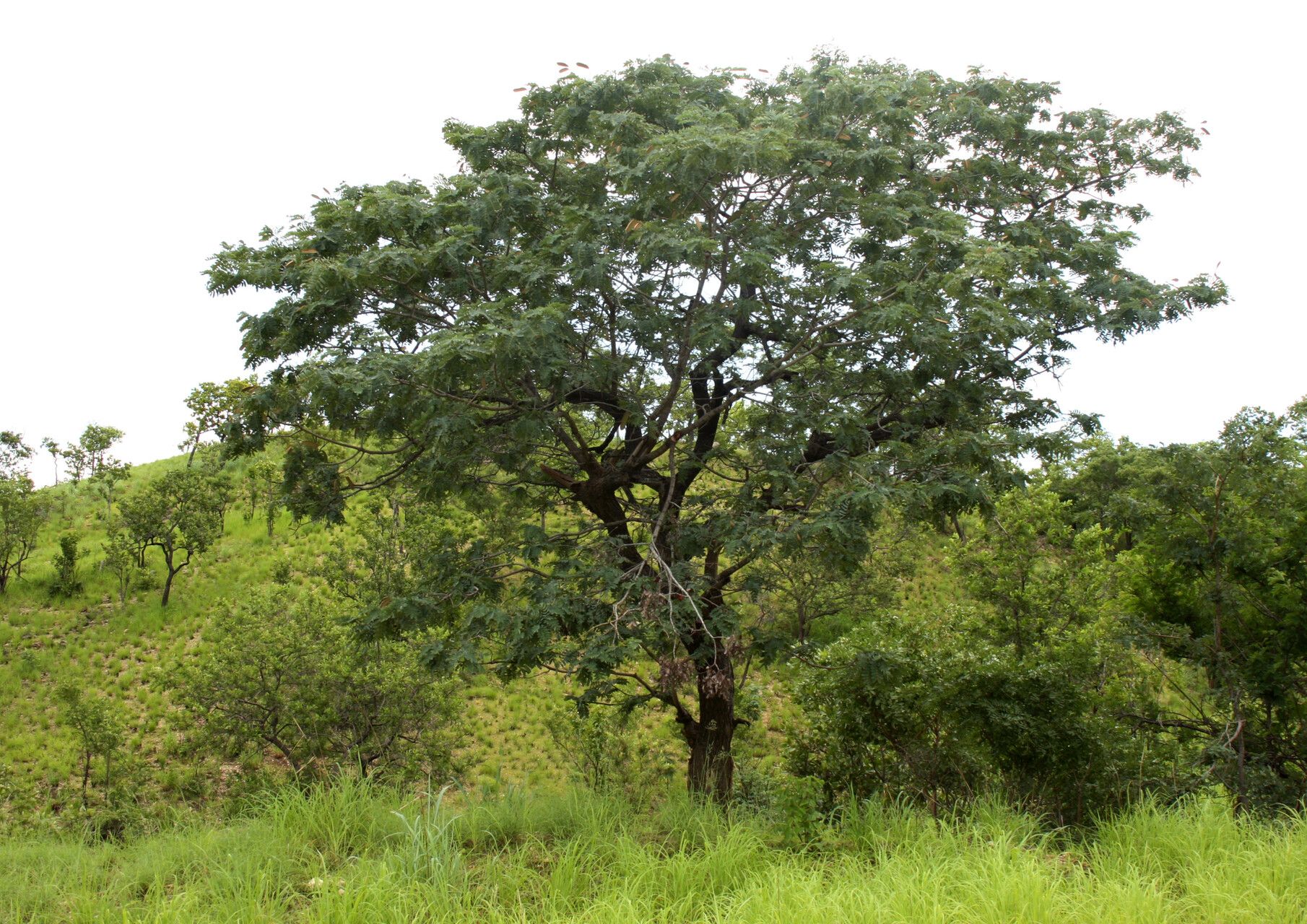 Brachystegia allenii habit