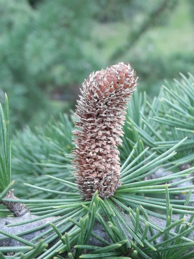 Cedrus libani flower