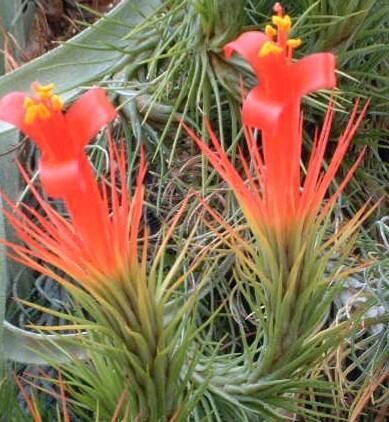 Tillandsia andreana flower