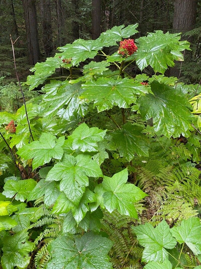 Oplopanax horridus leaf