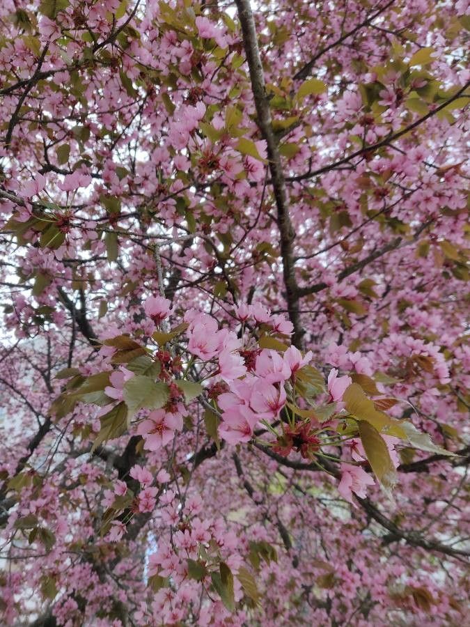Prunus sargentii flower