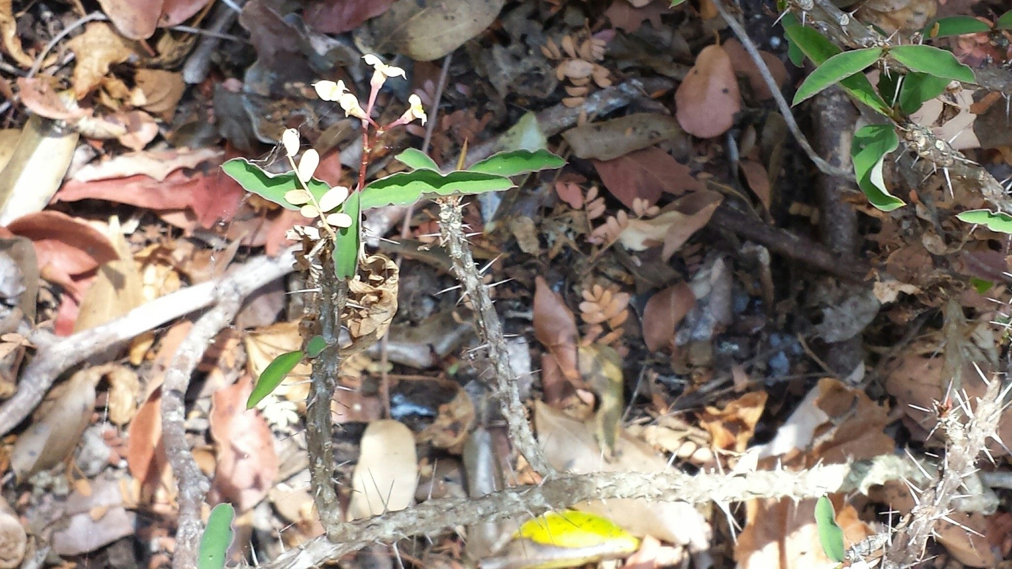 Euphorbia roseana habit