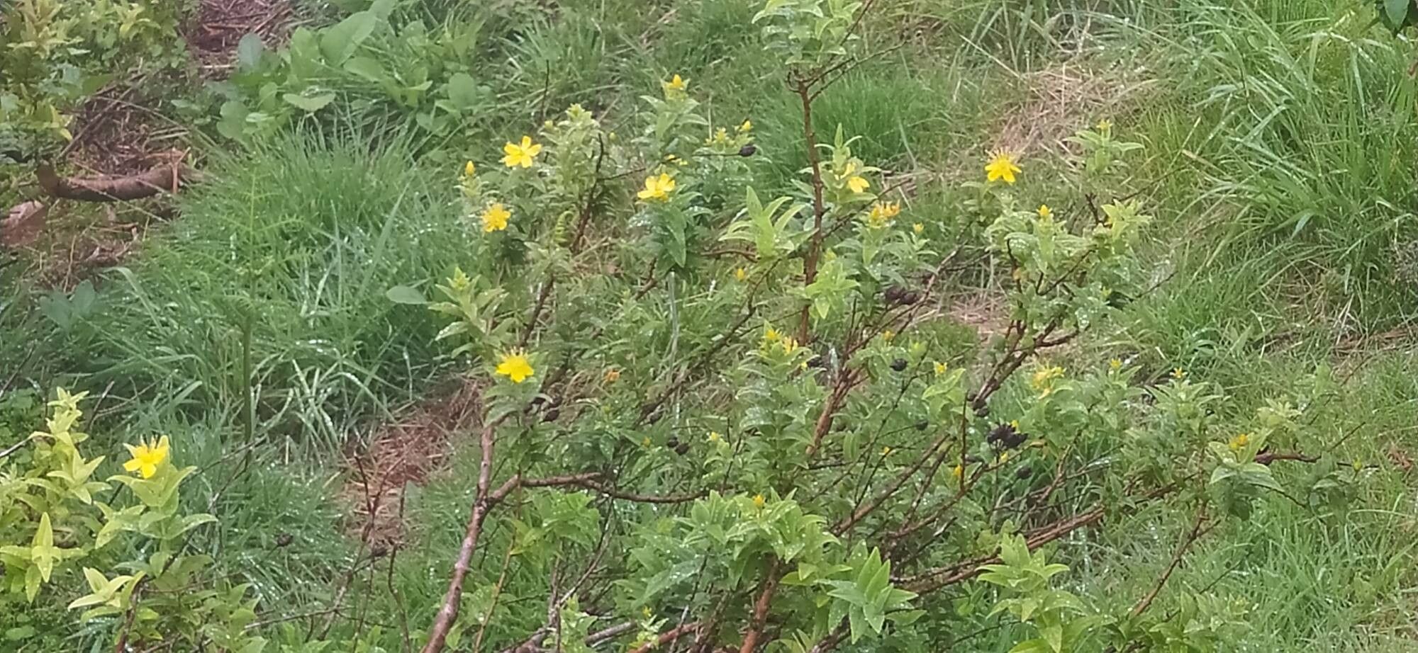 Hypericum foliosum flower