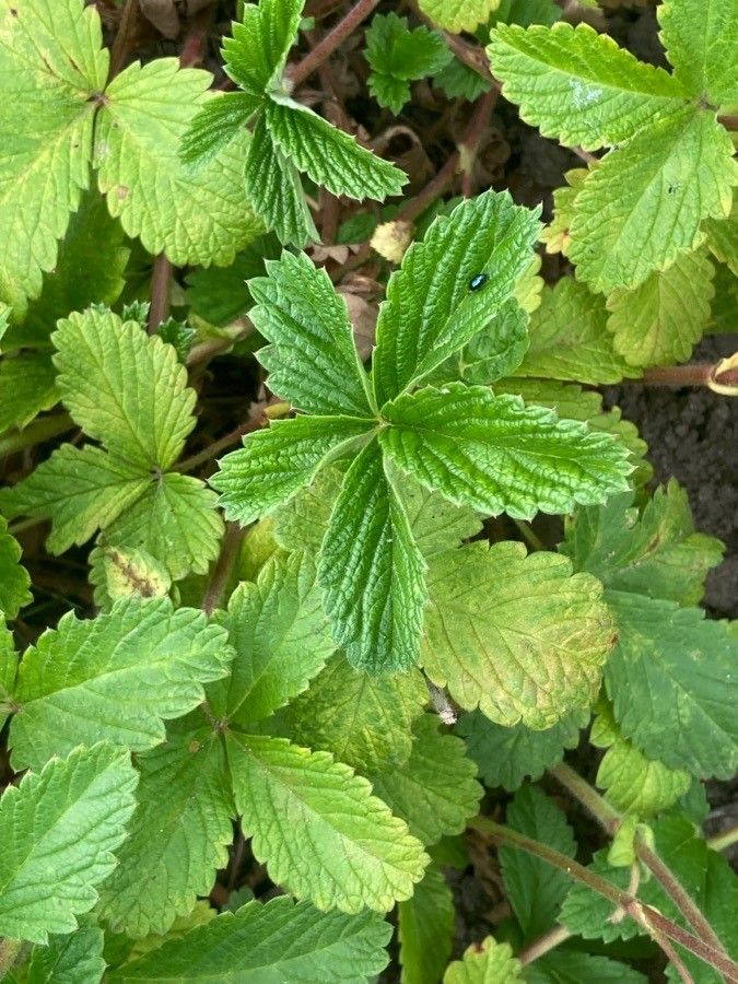 Potentilla atrosanguinea — search result for 'Bhutan'