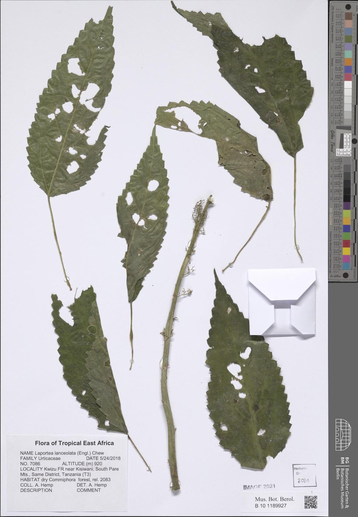 Laportea lanceolata — search result for 'Laportea'