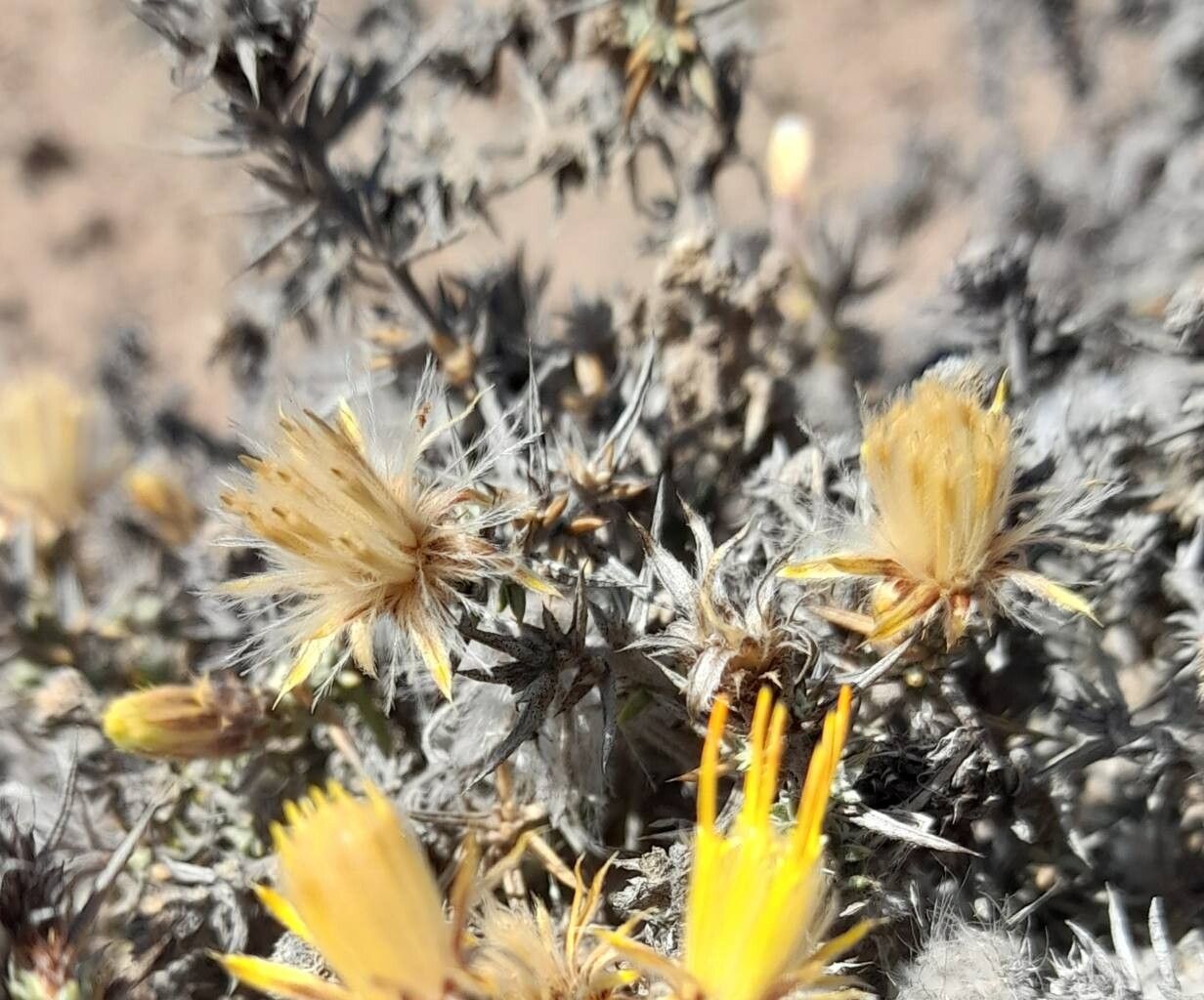 Chuquiraga ulicina fruit