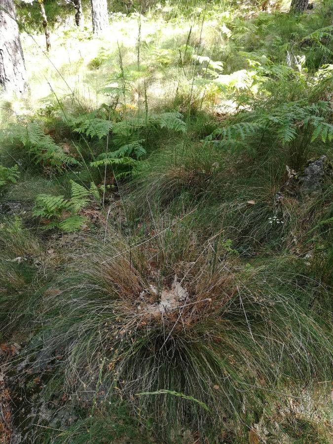 Festuca indigesta — houseplant care guide