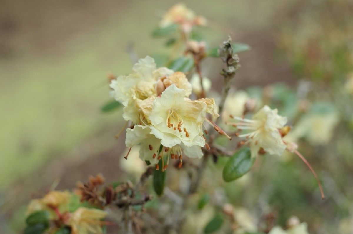 Rhododendron flavidum flower