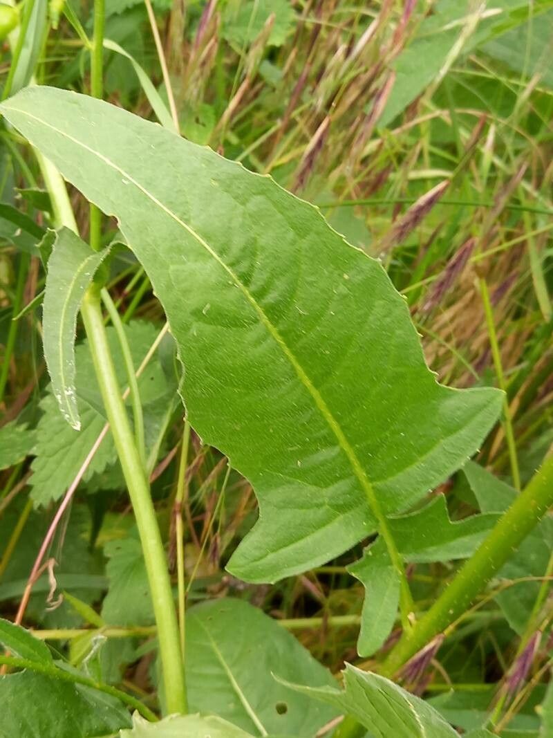 Bunias orientalis — related species from the same genus