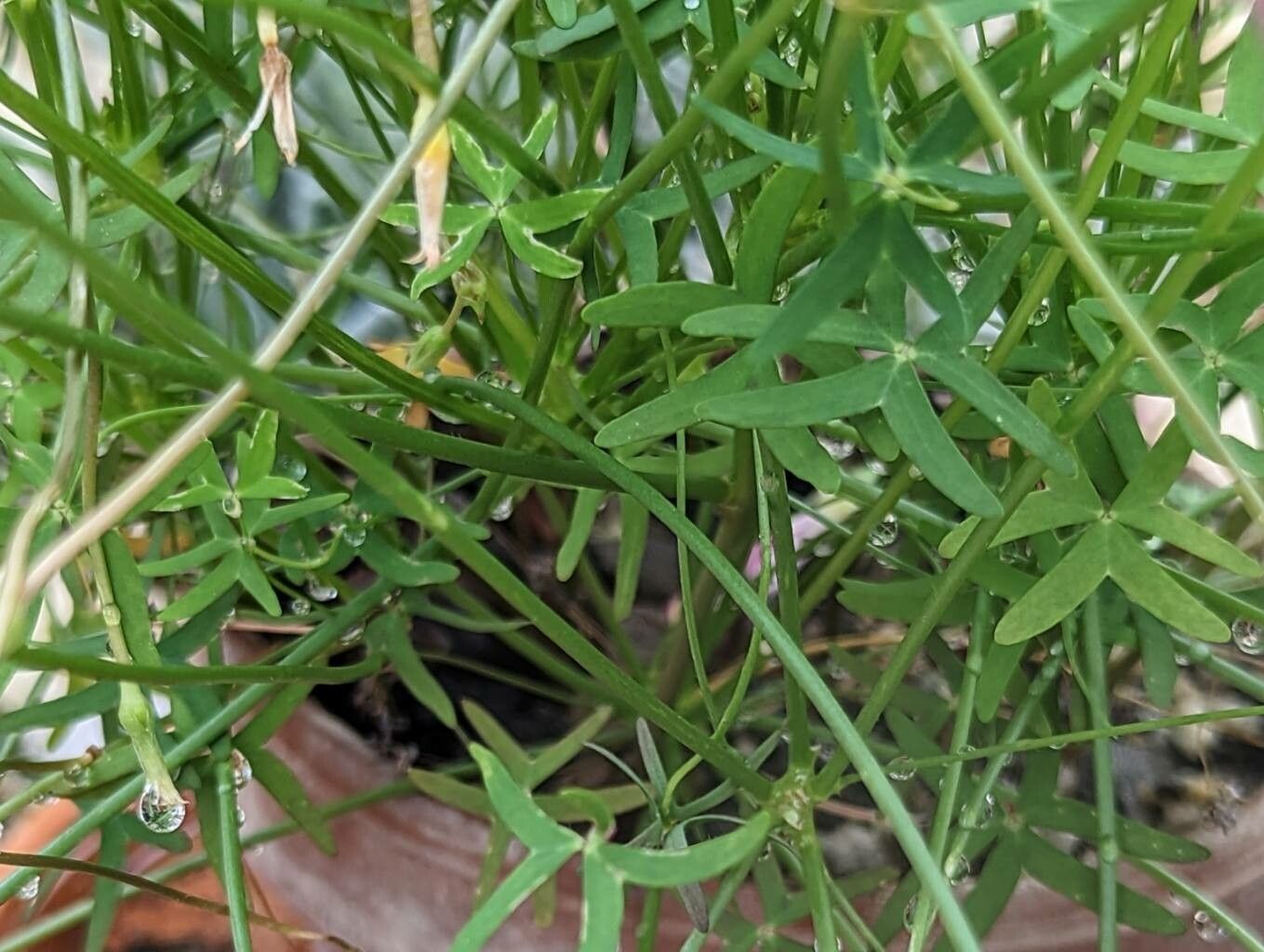 Oxalis stellata leaf