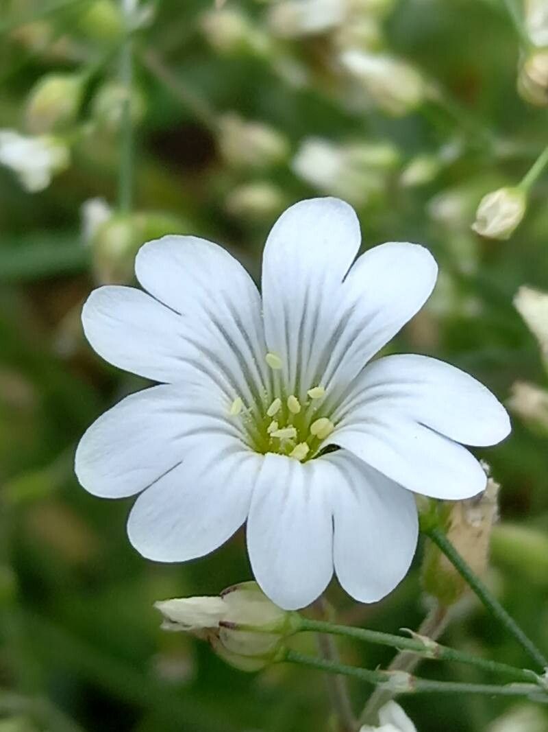 Cerastium scaranii flower