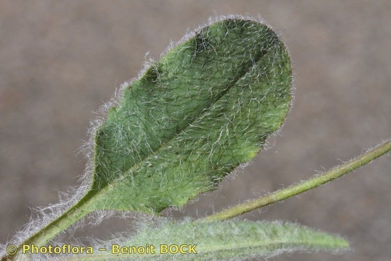 Hieracium gariodianum — houseplant care guide