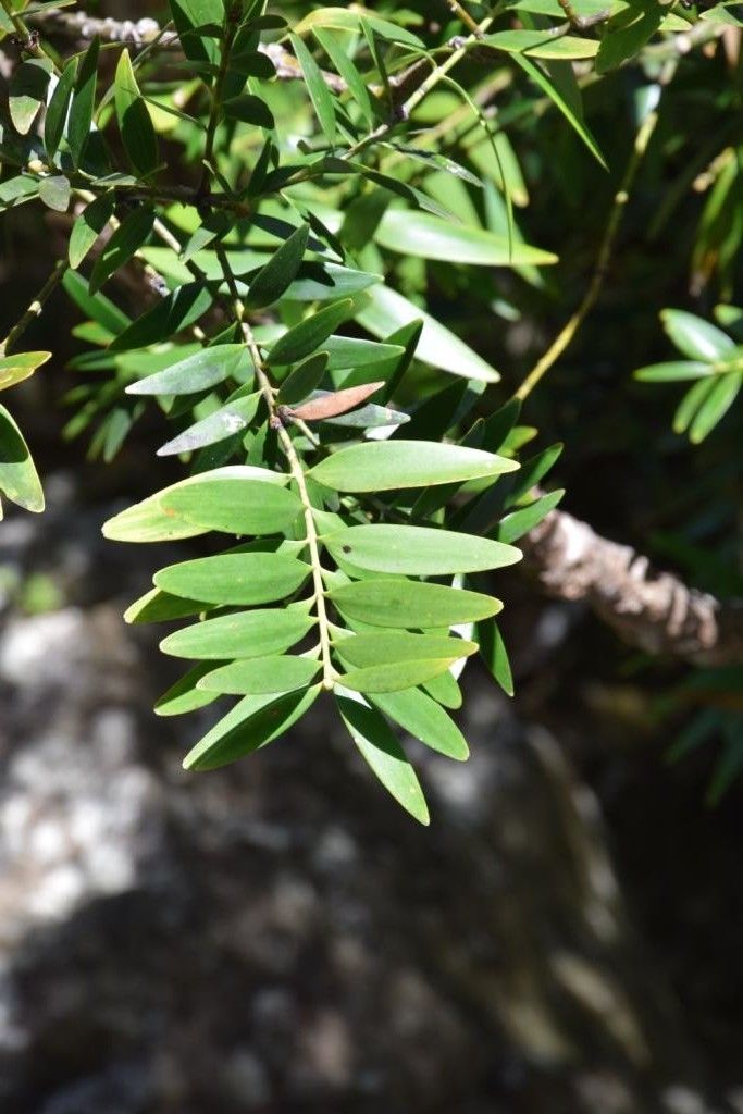 Agathis corbassonii — related species from the same genus