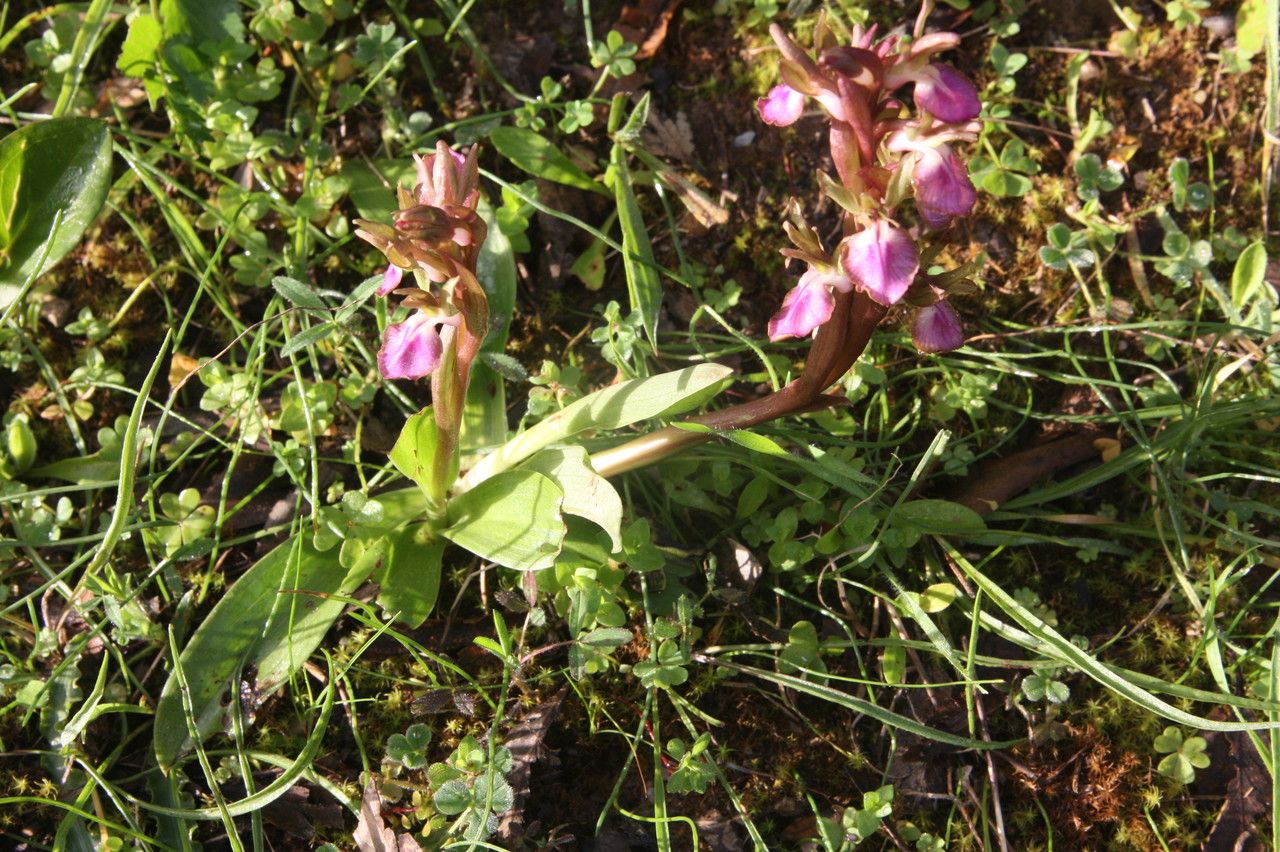 Anacamptis collina habit