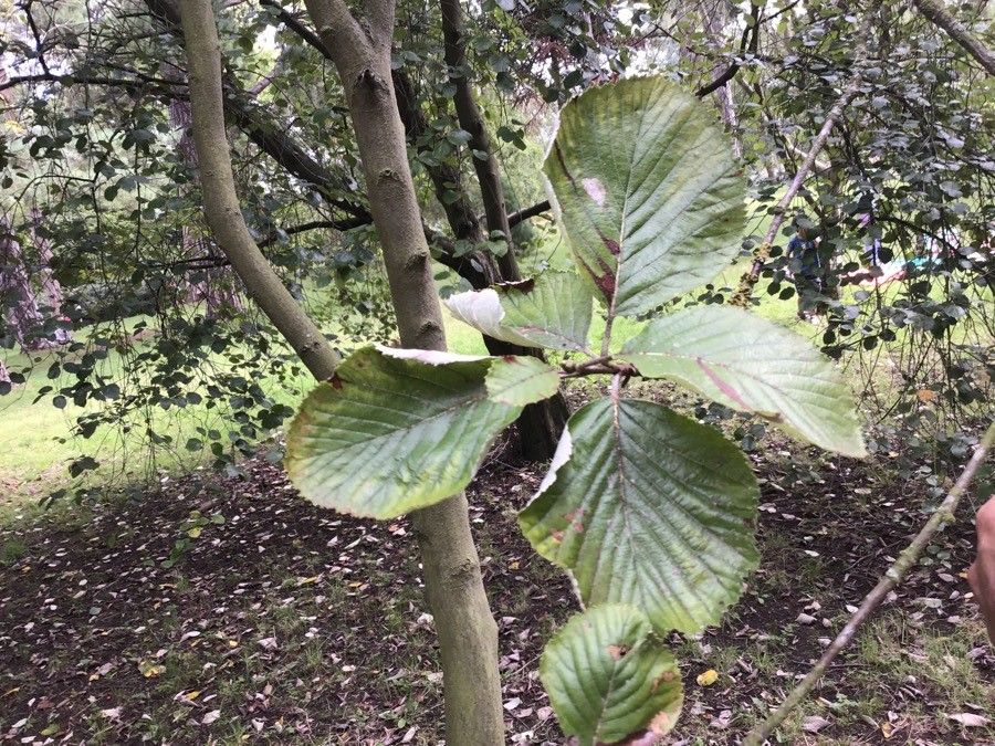 Sorbus hibernica — search result for 'Ireland'
