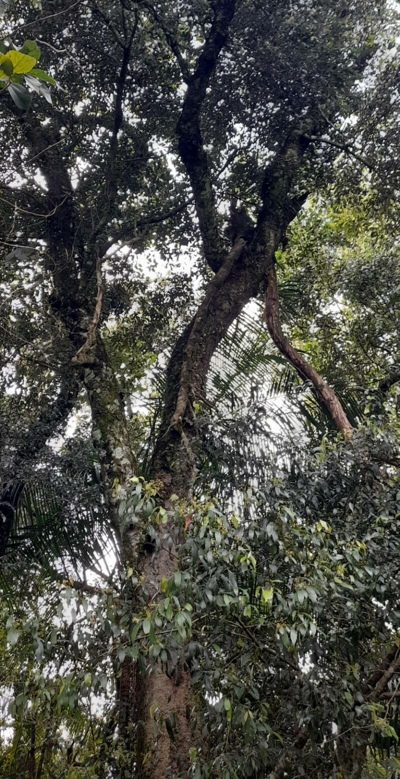 Nectandra grandiflora habit