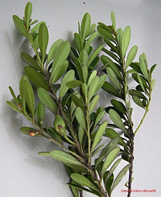 Planchonella ericiflora habit