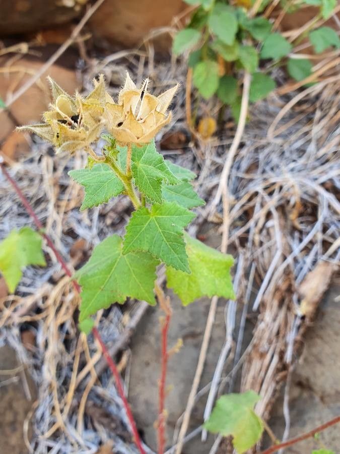 Pavonia burchellii fruit