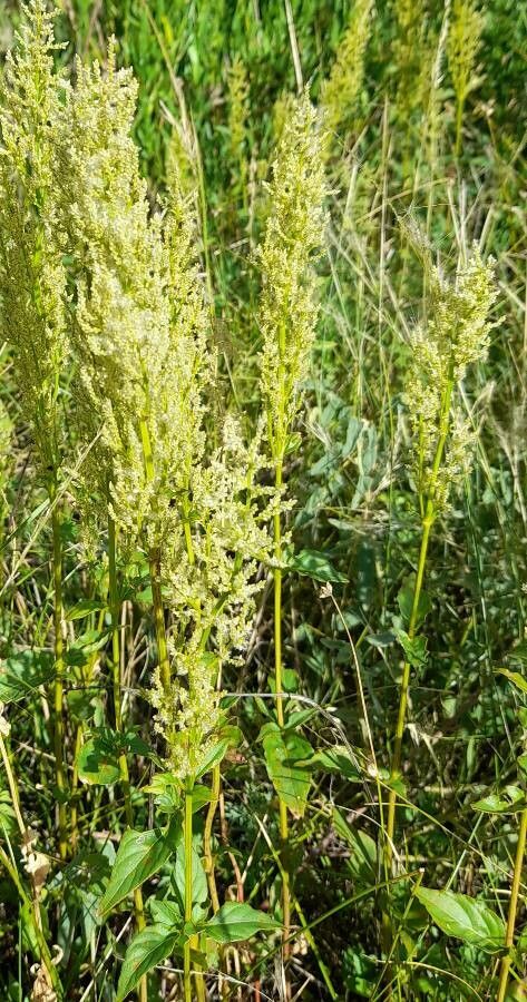 Iresine diffusa habit