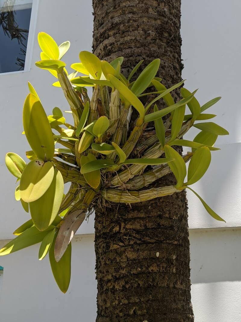 Myrmecophila tibicinis leaf