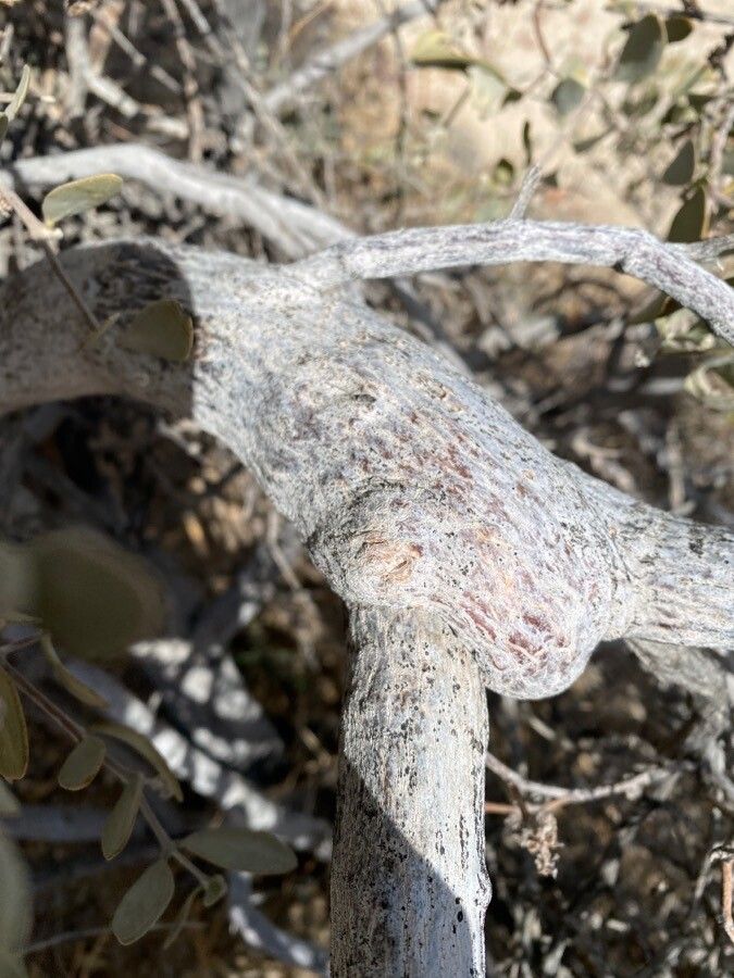 Simmondsia chinensis bark