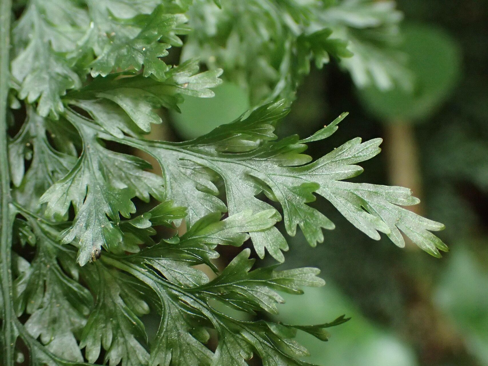 Vandenboschia speciosa — search result for 'Ireland'