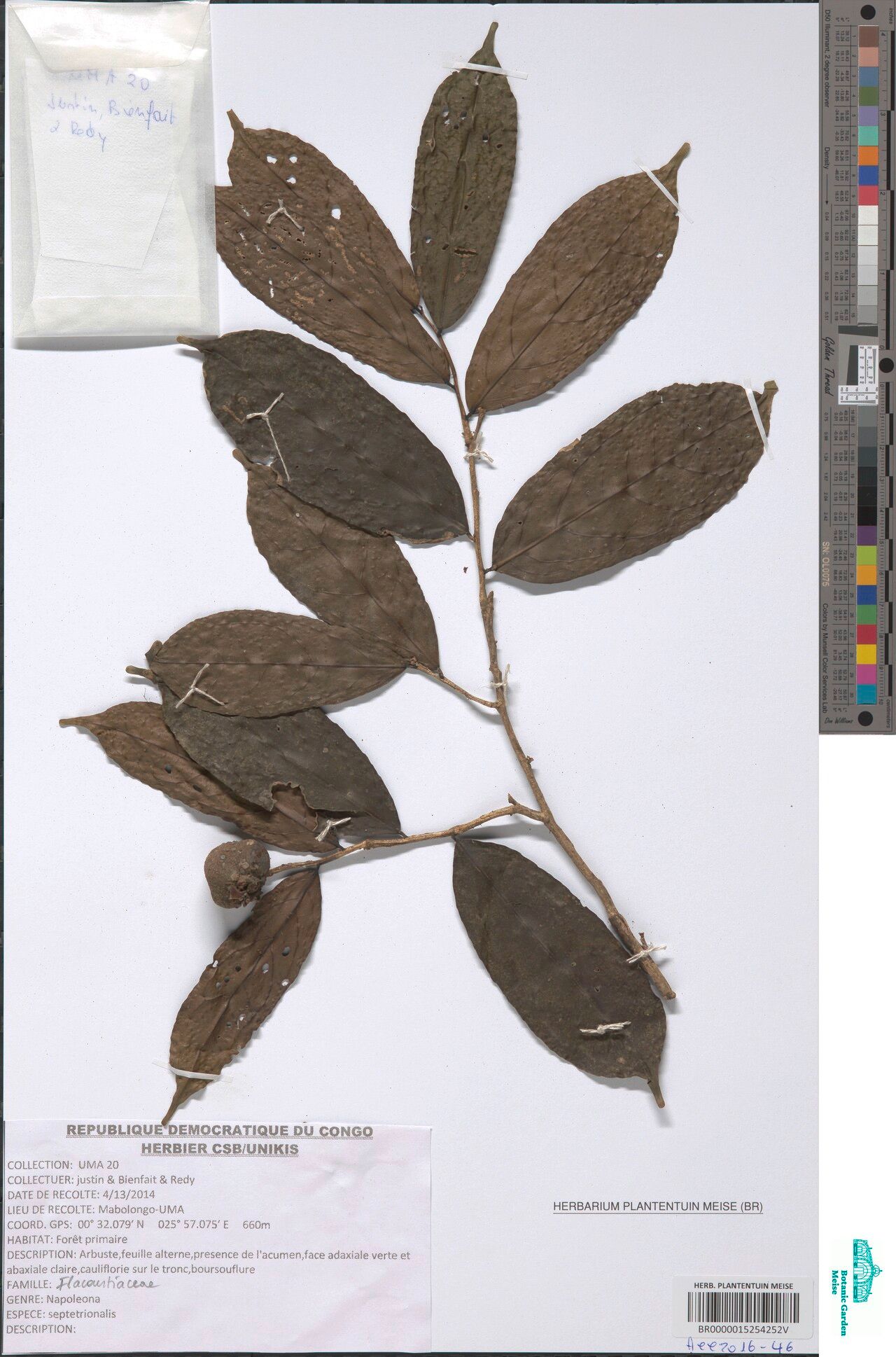 Napoleonaea septentrionalis — search result for 'Napoleonaea'