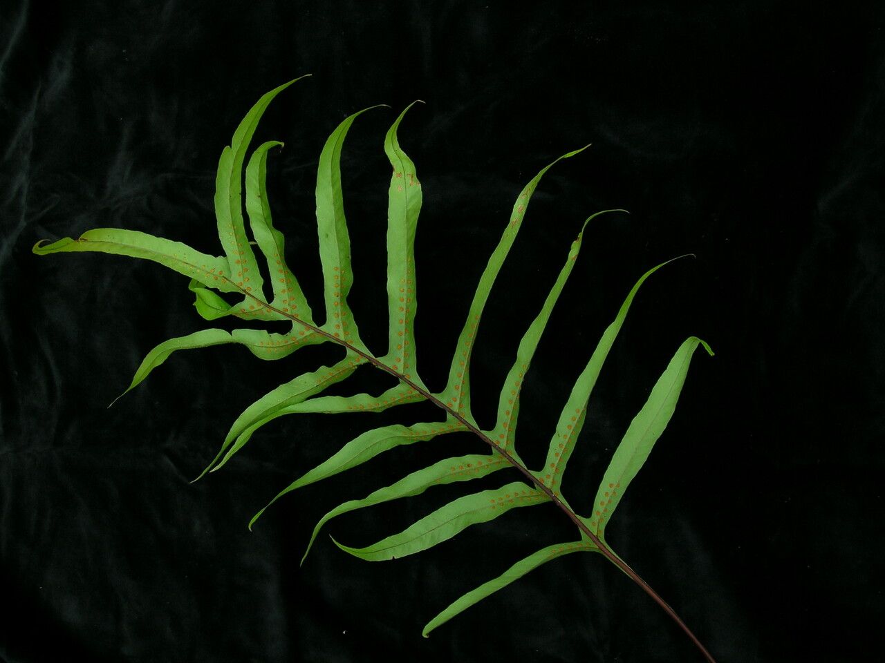 Drynaria propinqua leaf