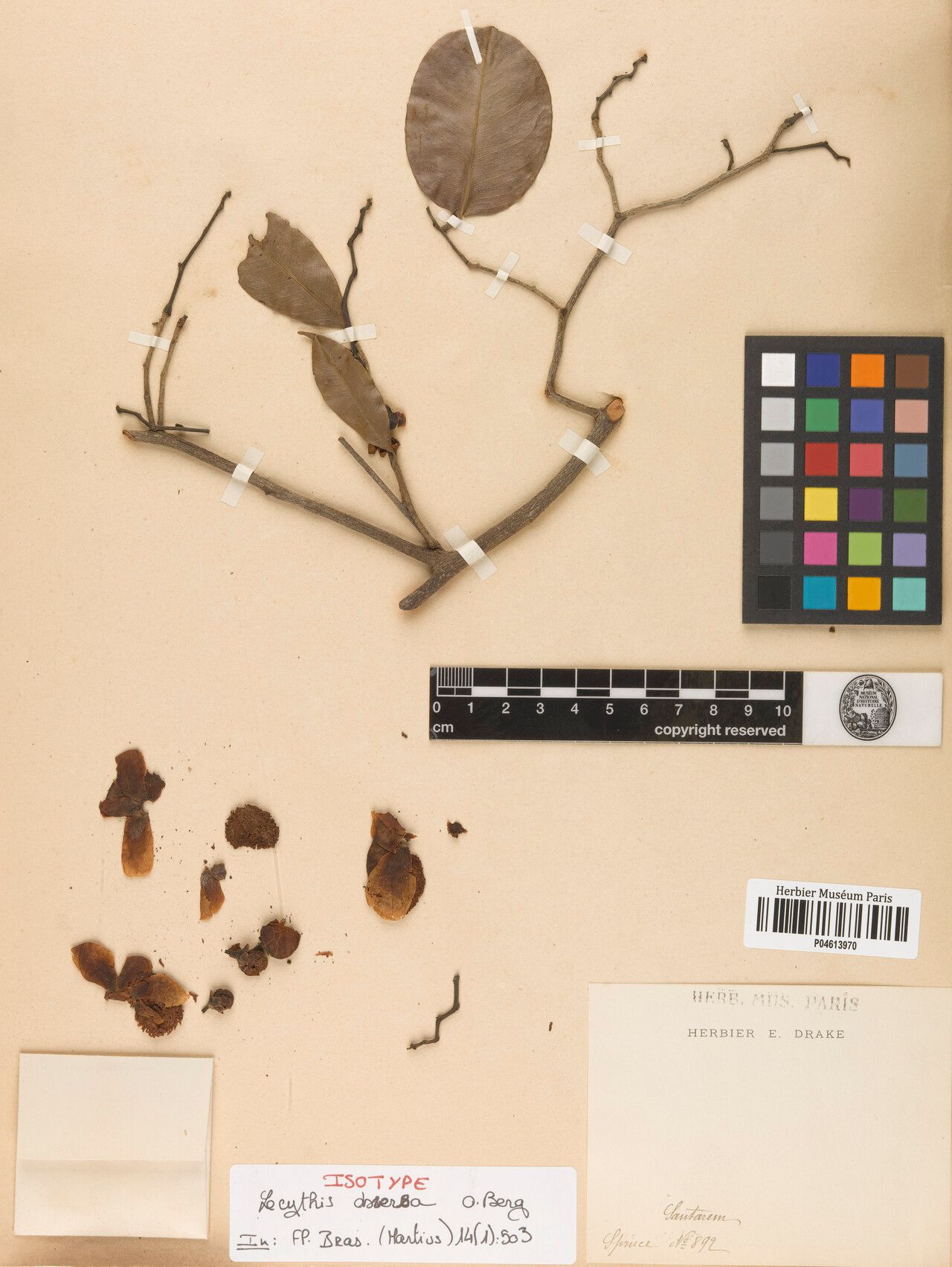 Eschweilera obversa fruit