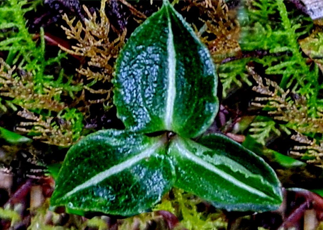 Goodyera similis — search result for 'Goodyera'