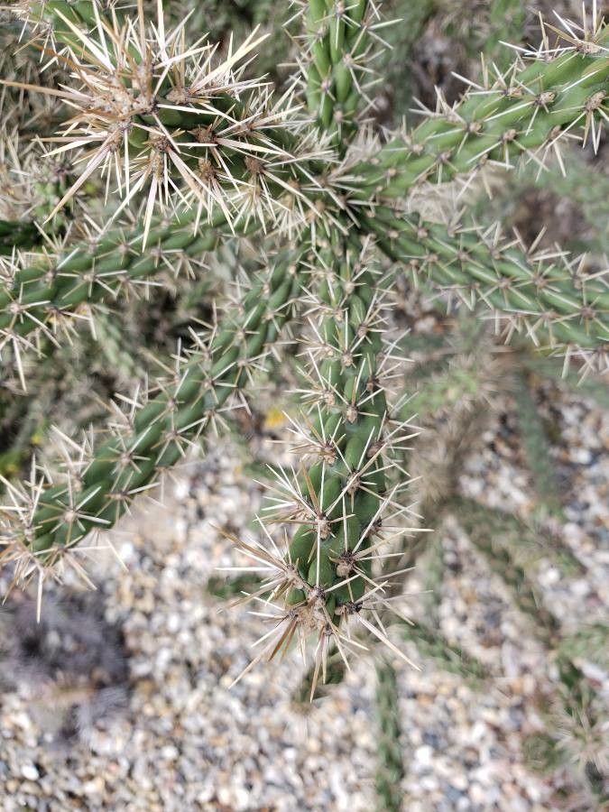 Cylindropuntia imbricata — search result for 'Southwestern United States'