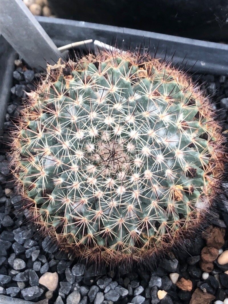 Mammillaria brandegeei — search result for 'Mammillaria'