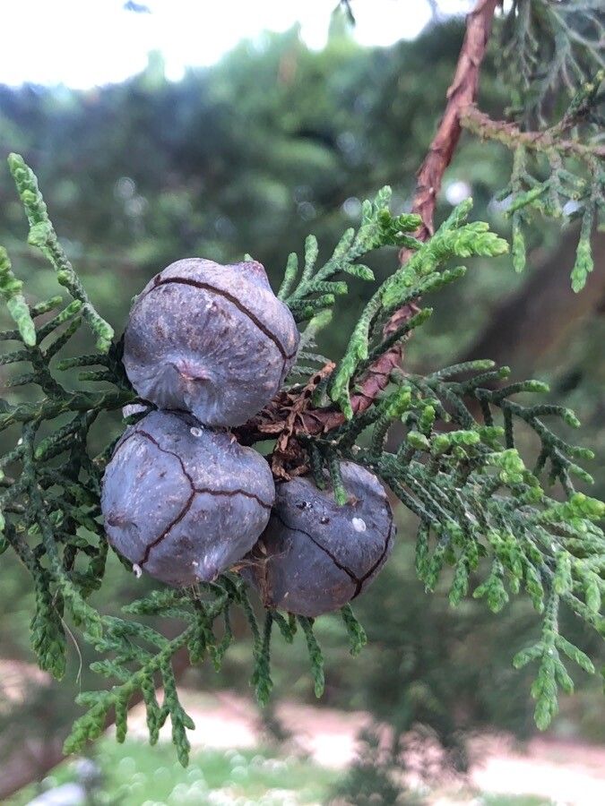 Cupressus torulosa fruit