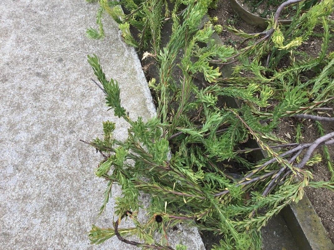 Leucadendron flexuosum — search result for 'Leucadendron'