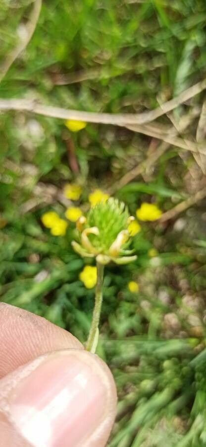 Ranunculus falcatus fruit