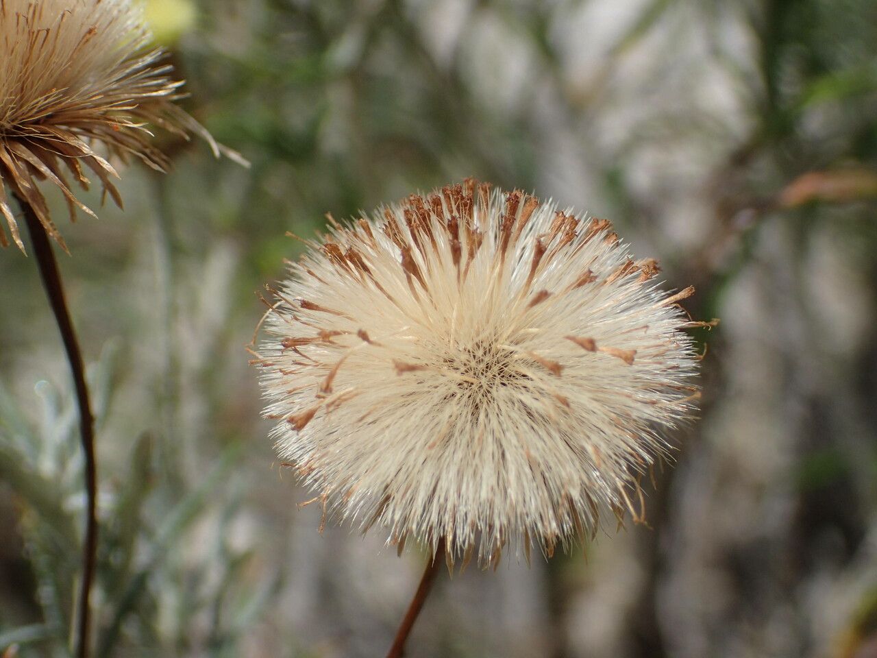 Phagnalon saxatile fruit