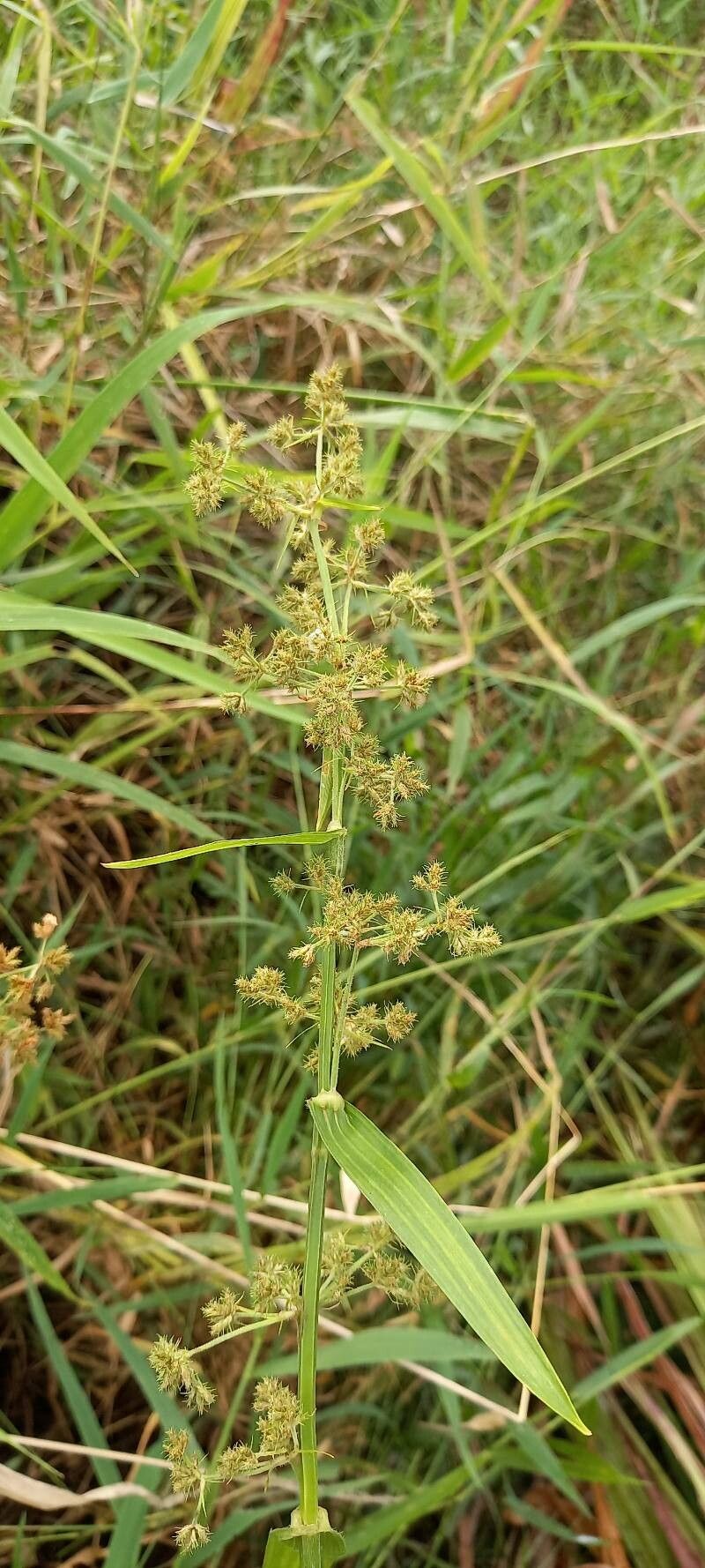 Fuirena umbellata fruit