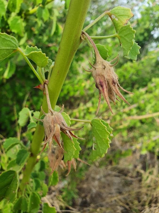 Hibiscus sparsiaculeatus fruit