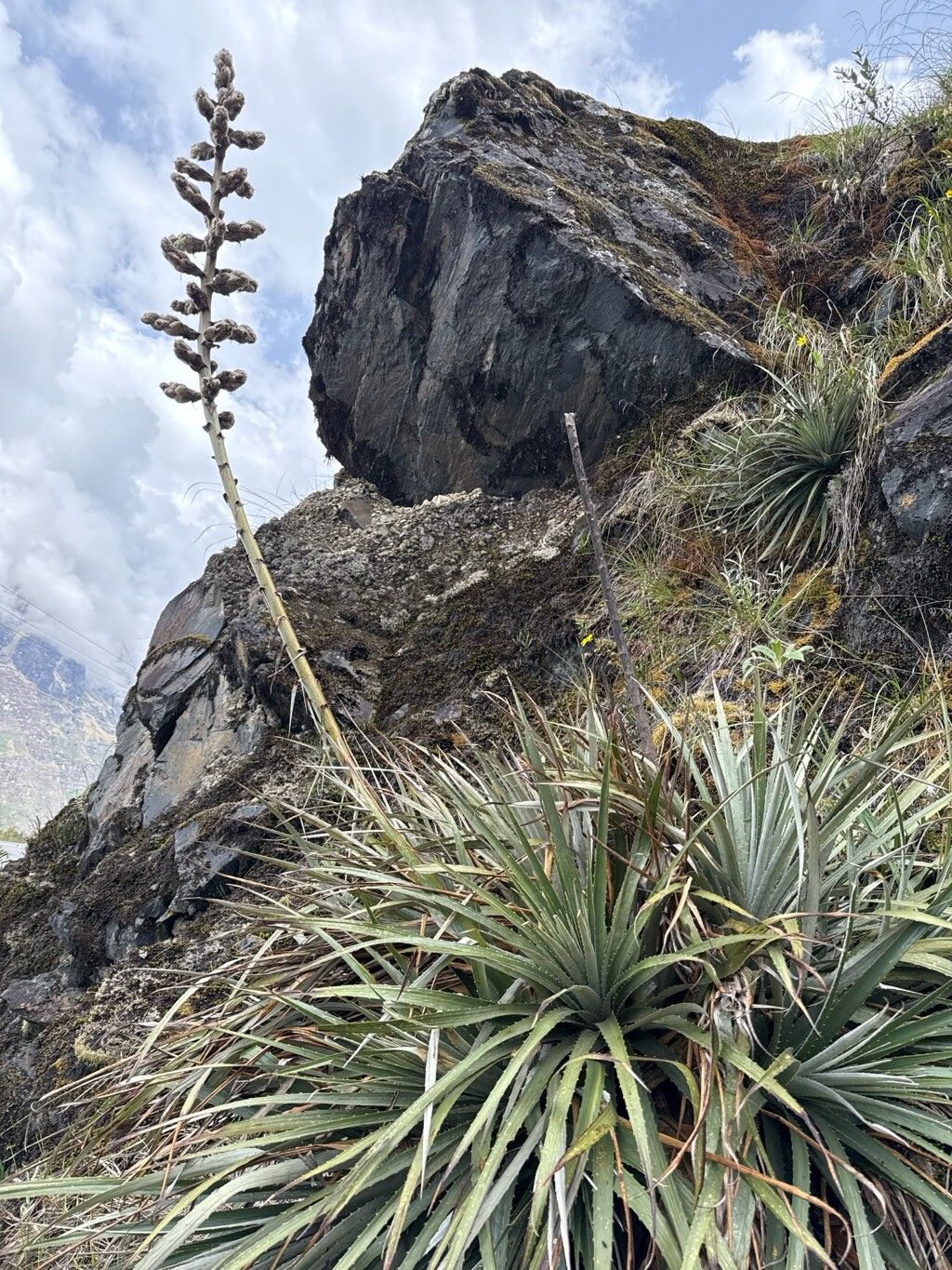 Puya riparia — search result for 'Puya'