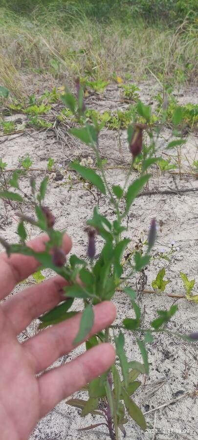Porophyllum ruderale flower
