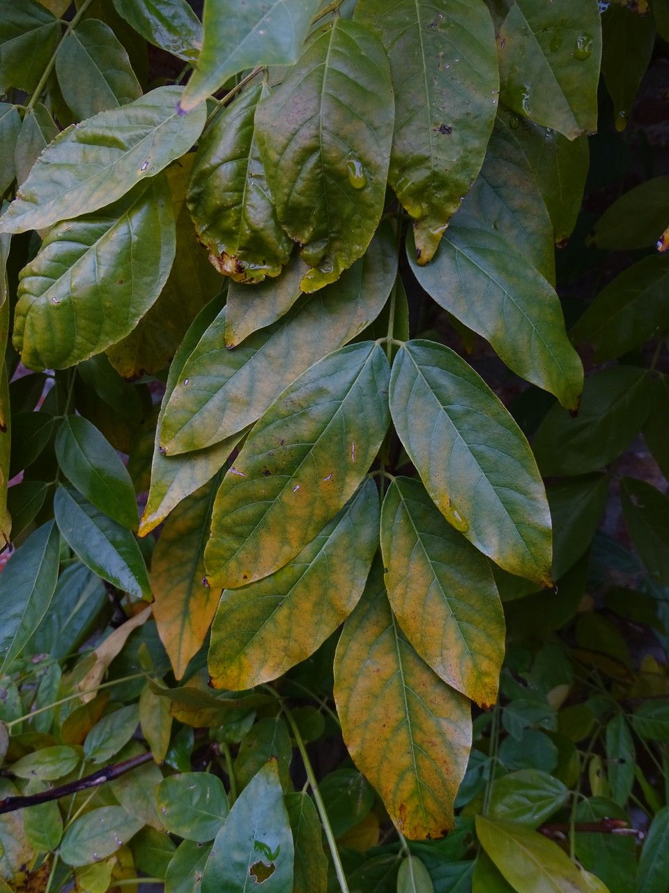 Wisteria × valderi — houseplant care guide