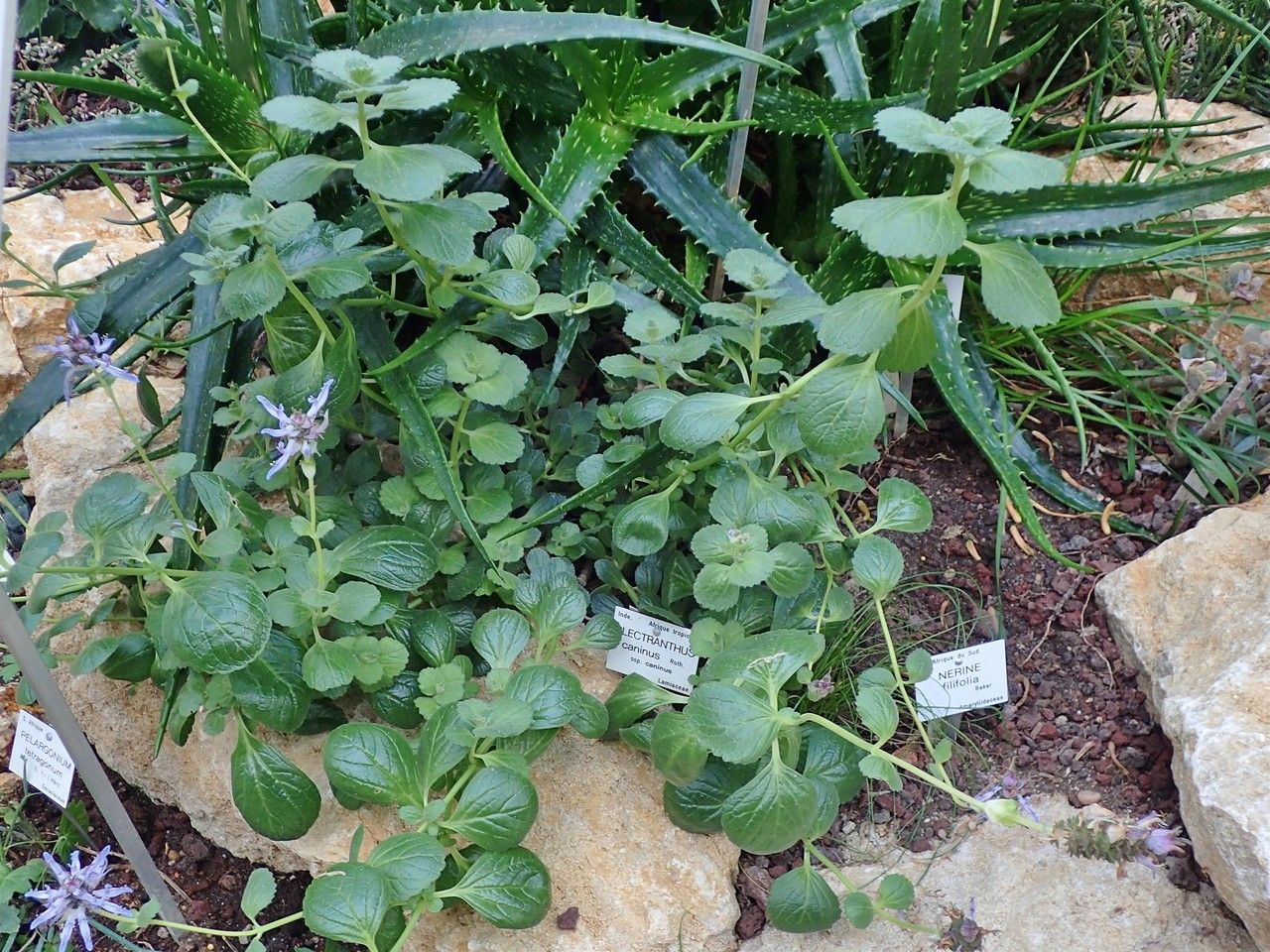 Plectranthus caninus habit