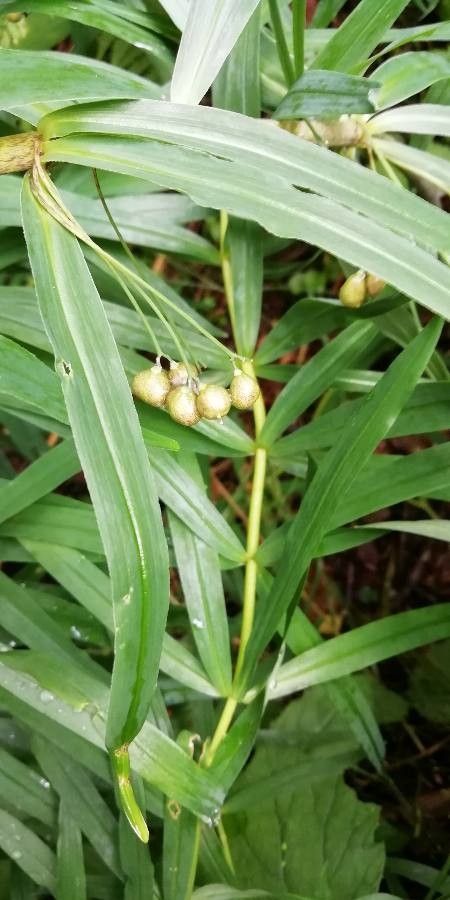 Polygonatum verticillatum fruit