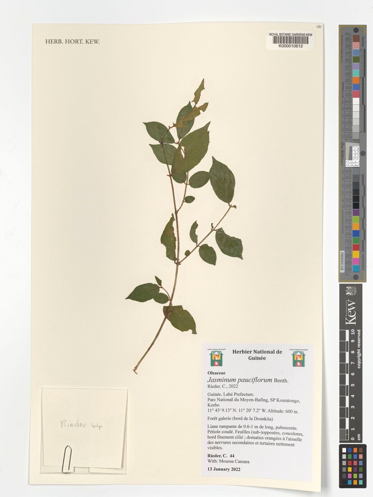 Jasminum pauciflorum — houseplant care guide