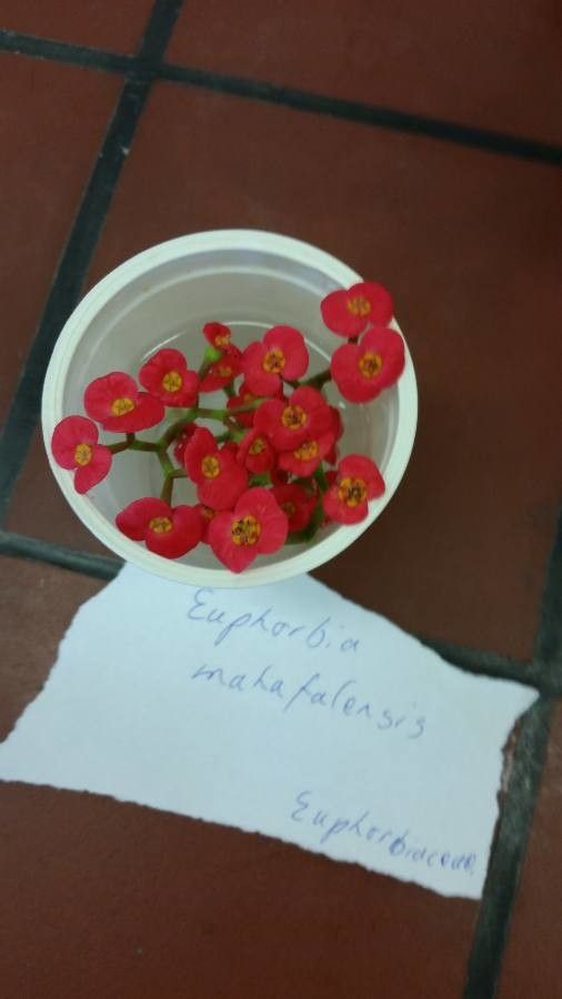 Euphorbia mahafalensis — houseplant care guide