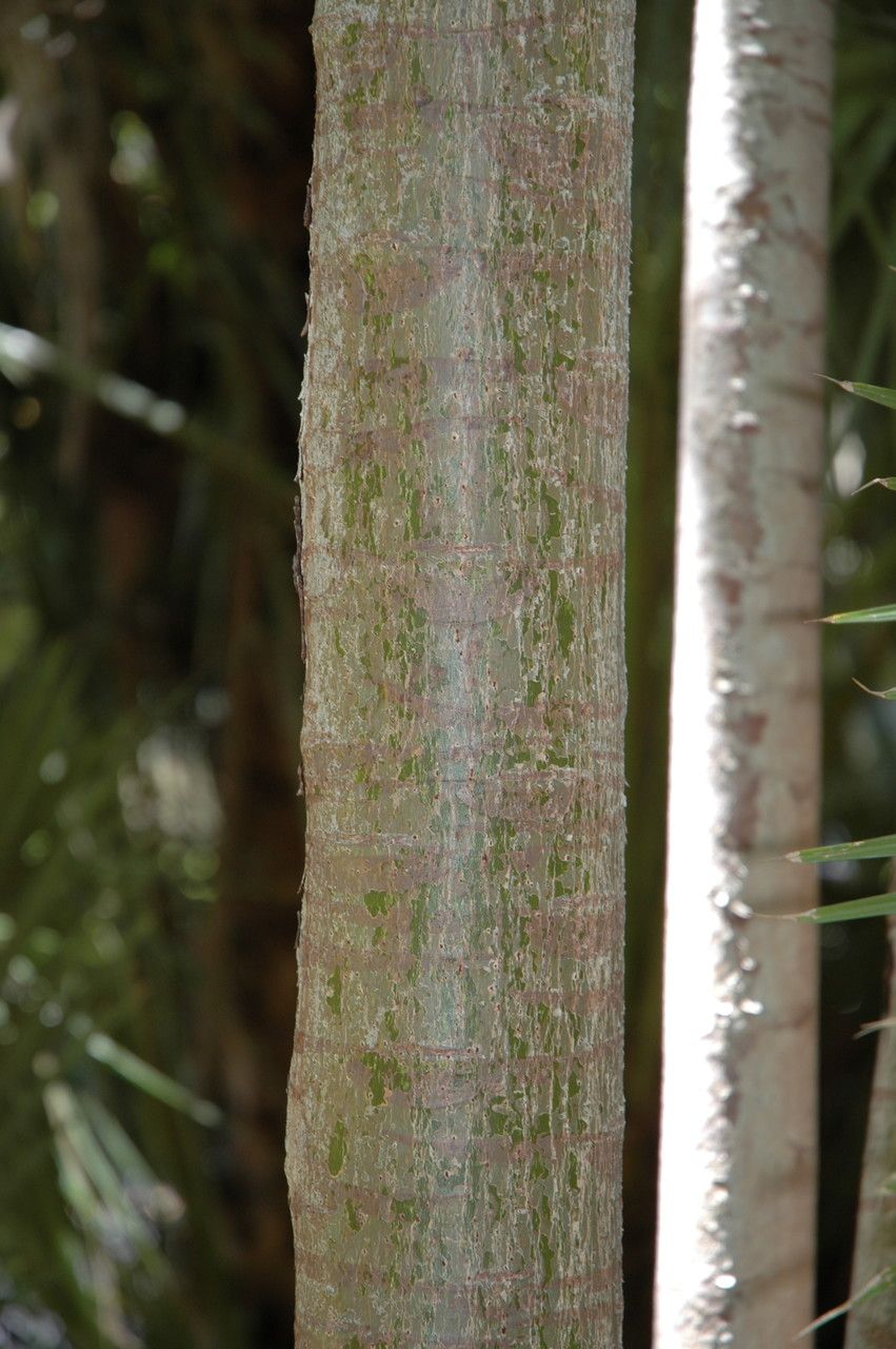 Ficus pseudopalma bark
