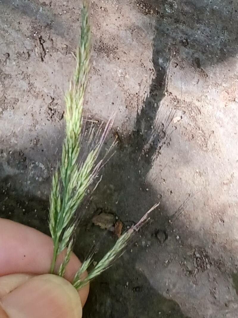 Muhlenbergia frondosa fruit