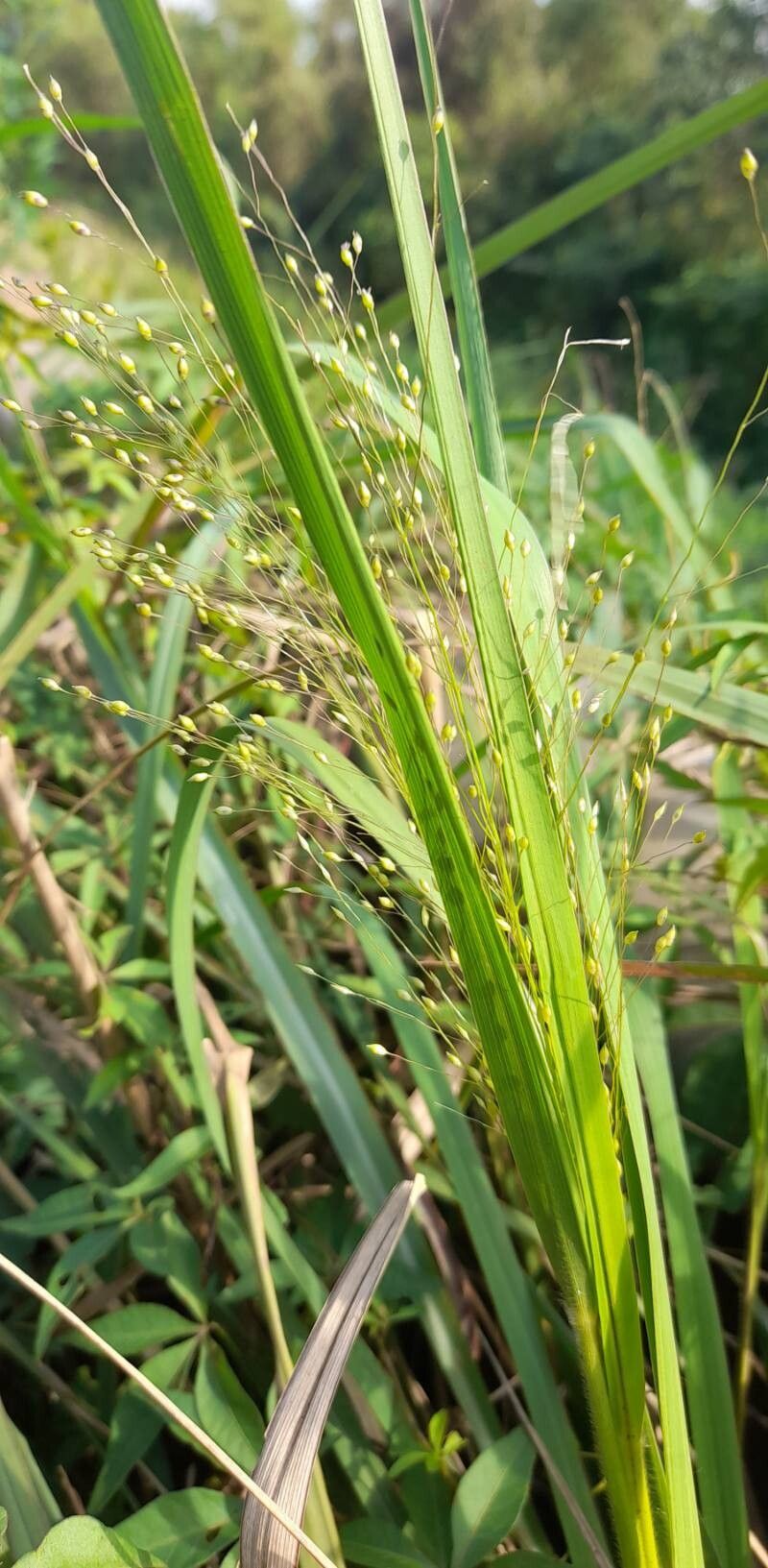 Panicum olyroides habit