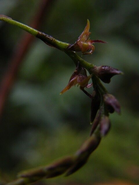 Bulbophyllum jaapii flower